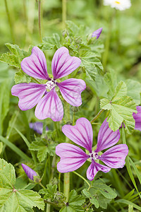 Mauve 的鲜花绿色紫色草本季节花园宏观粉色植物淡紫色图片