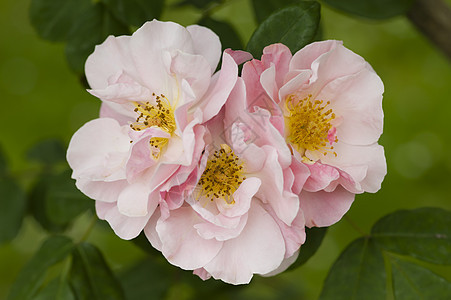 玫瑰盛开绿色花粉植物花瓣雌蕊红色季节宏观花园粉色图片