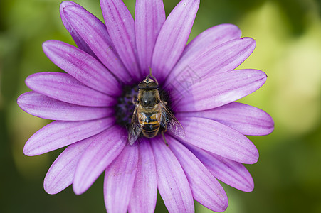 紫菊花和苍蝇图片