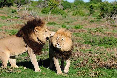 两只卡拉哈里狮子在阿多大象国家公园玩耍动物群荒野国王男性动物野生动物捕食者鬃毛葛子沙漠图片