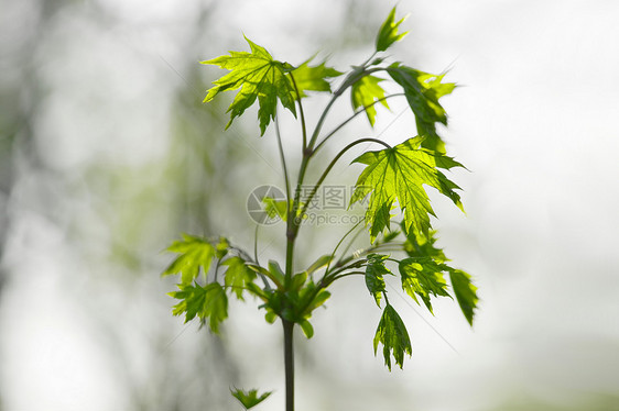 工厂生活叶子花园衬套环境活力植物学生长树叶植物群图片