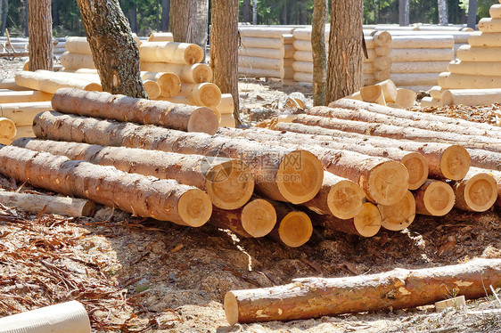 在木材加工和组装木木屋的原木工地收获的松木图片