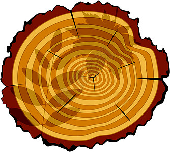木制切割时间木材叶子宏观树干裂缝木头生活插图圆圈图片