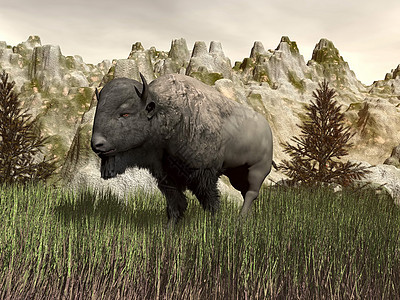 3D在性质上的Bison草原男性哺乳动物农场动物插图荒野毛皮喇叭公园图片