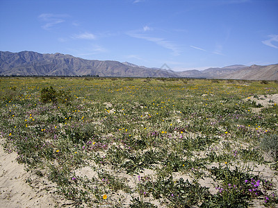 安扎·博尔雷戈盛开的沙漠图片