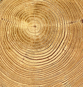 木制剪切纹理日志材料木头同心森林历史老化棕色圆圈年度图片