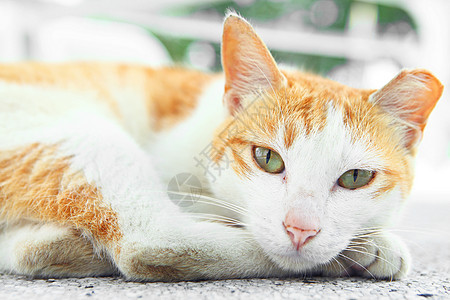 街头猫动物猫科动物猫咪灰色哺乳动物街道眼睛小猫毛皮头发图片