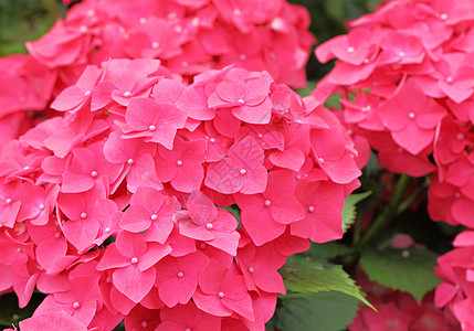 粉色花朵花瓣植物绣球花红色植物学紫色场地植物群花束宏观图片