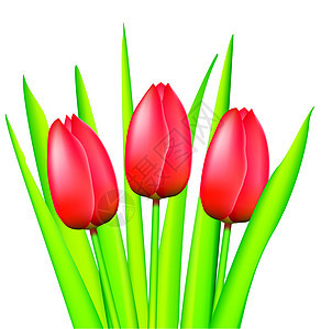 红色郁金红插图植物群礼物新娘叶子紫色花束美丽花园生日图片
