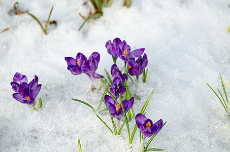 一束藏红花番红花蓝色春天绽放雪春天图片