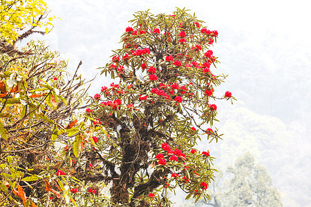 罗多登山的植物是喜马拉雅山 在山上美丽农村花园森林季节干城蓝色太阳环境植物群图片