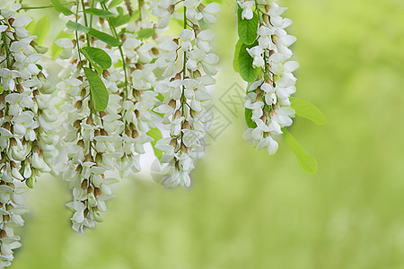 绿色的白色花朵分枝公园花园植物季节叶子活力药品枝条草本植物刺槐图片