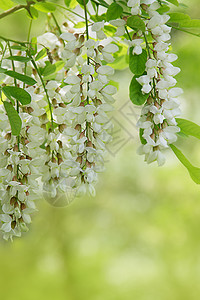 绿色的白色花朵分枝公园草本植物植物群叶子药品枝条植物花园活力森林背景