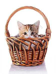 猫咪躲在一个小篮子里毛皮猫科农场乐趣眼睛动物尾巴晶须虎斑脊椎动物图片