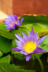 莲花公园美丽荷花植物植物群紫色异国叶子精神池塘图片