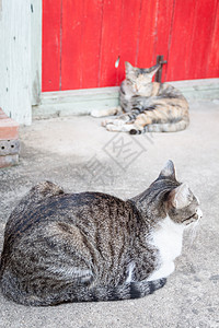 两只猫猫咪猫科动物宠物灰色哺乳动物毛皮眼睛图片