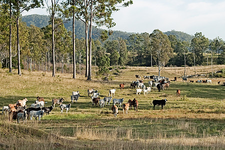 澳大利亚养牛业国家风景(澳大利亚)图片
