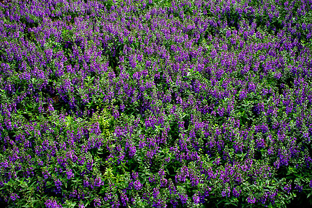 花园的兰花好香兰花植物植物群紫色植物学农村园艺绿色林业环境图片