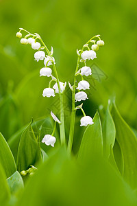 白百合白色宏观植物场地环境植物群草地植物学绿色叶子图片