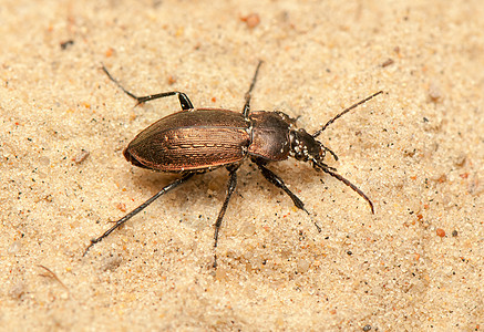 Carbus 环形车盖子荒野漏洞昆虫生物学眼睛甲虫捕食者动物鞘翅目图片