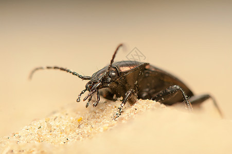 Carbus 环形车昆虫学动物动物群野生动物收藏宏观漏洞地面生物学盖子图片