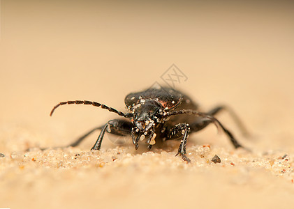 Carbus 环形车荒野收藏生物学盖子甲虫地面捕食者触角鞘翅目昆虫图片