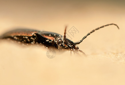 Carbus 环形车动物荒野捕食者野生动物地面鞘翅目触角照片盖子动物群图片