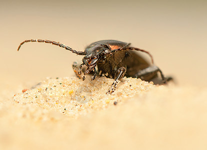 Carbus 环形车眼睛照片动物群捕食者野生动物甲虫宏观触角昆虫学收藏图片