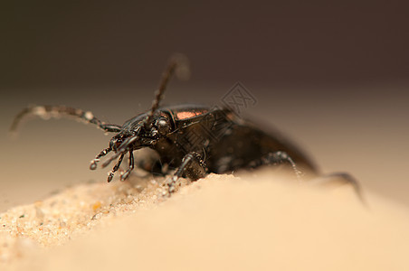 Carbus 环形车收藏捕食者鞘翅目盖子荒野触角昆虫宏观照片地面图片