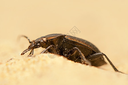 Carbus 环形车野生动物照片宏观甲虫眼睛收藏昆虫学捕食者动物群鞘翅目图片