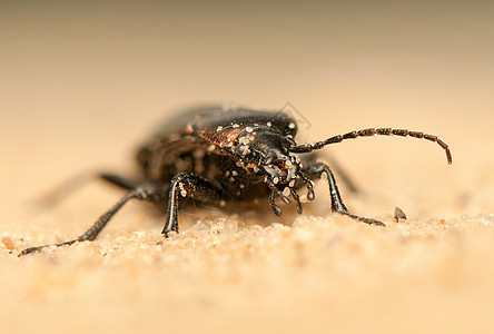 Carbus 环形车盖子动物群宏观天线昆虫学照片昆虫荒野眼睛漏洞图片