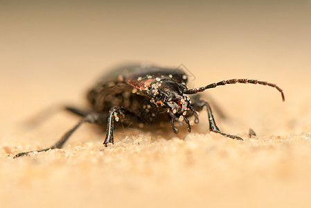 Carbus 环形车昆虫漏洞天线地面昆虫学动物群收藏触角捕食者荒野图片