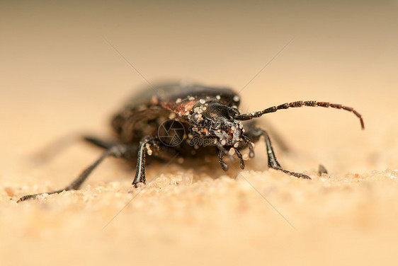 Carbus 环形车昆虫漏洞天线地面昆虫学动物群收藏触角捕食者荒野图片