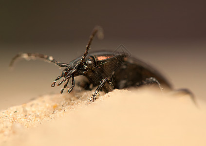 Carbus 环形车鞘翅目捕食者动物昆虫漏洞野生动物动物群地面眼睛荒野图片