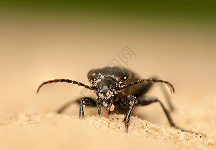 Carbus 环形车收藏天线野生动物动物荒野甲虫触角动物群昆虫眼睛图片