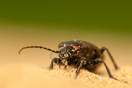 Carbus 环形车野生动物鞘翅目捕食者宏观眼睛地面甲虫触角漏洞昆虫图片