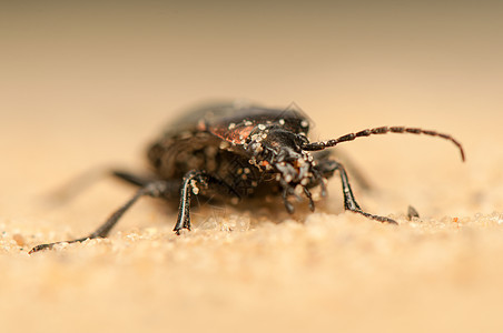 Carbus 环形车照片天线触角收藏地面生物学捕食者动物群野生动物宏观图片