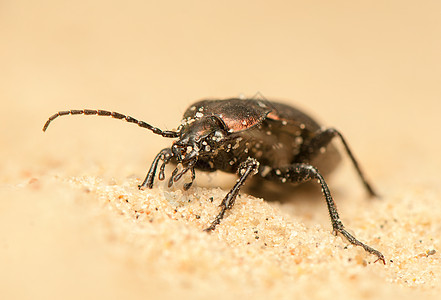 Carbus 环形车漏洞触角天线盖子荒野宏观野生动物照片昆虫学生物学图片