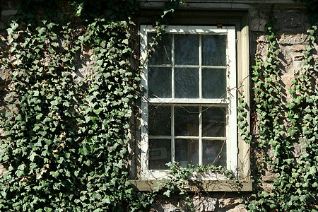 Ivy 覆盖的窗口玻璃藤蔓绿色房子植物建筑学窗户叶子建筑图片