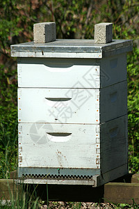 蜂窝烤箱蜂窝养蜂人蜜蜂蜂巢昆虫建筑物殖民地背景