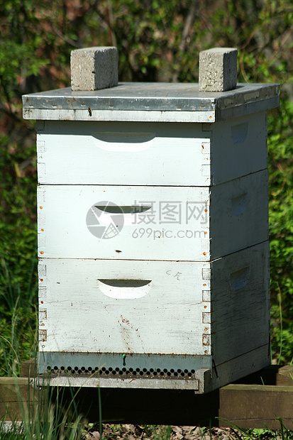 蜂窝养蜂人蜜蜂蜂巢昆虫建筑物殖民地图片