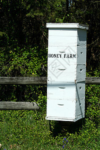 蜂窝蜜蜂养蜂人蜂巢昆虫建筑物殖民地图片