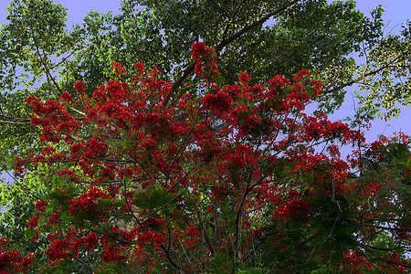 树热带植物群绿色植物黄色孔雀火焰季节橙子树叶图片