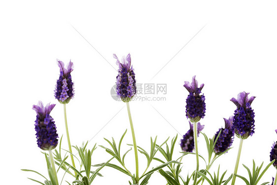 食用盐疗法香气紫色花园花束植物白色芳香花朵草本植物图片