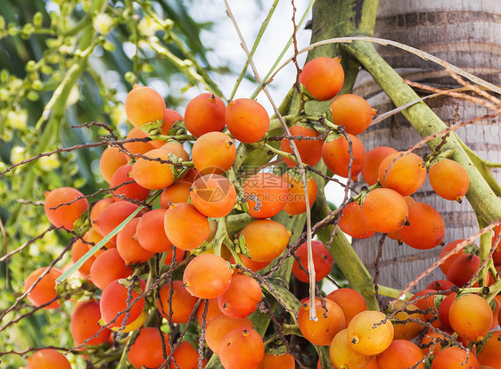 树上棕榈分支机构植物水果森林橙子产品种子食物植物学衬套图片