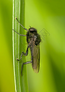 双生生物翅膀昆虫学野生动物荒野漏洞宏观黑色昆虫动物双翅目图片