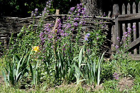 村里有藤树的木围栏附近的花朵庭园绿色花园牡丹花坛村庄植物栅栏粉色植物群图片