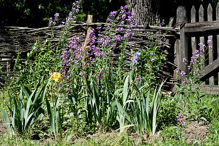 村里有藤树的木围栏附近的花朵庭园绿色花园牡丹花坛村庄植物栅栏粉色植物群背景图片