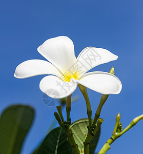 弗朗吉帕尼花朵或兰洞花图片