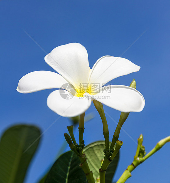 弗朗吉帕尼花朵或兰洞花图片